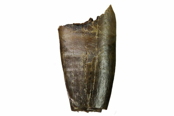 Bargain, Tyrannosaur Premax Tooth - Judith River Formation #164652